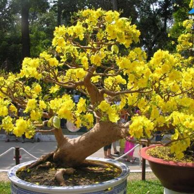 Những loại cây phong thủy mang ý nghĩa tốt lành nên trồng cuối năm