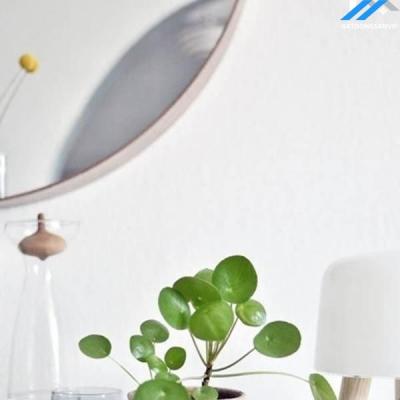 Nhà nhỏ vẫn có thể trồng được 9 loại cây cảnh dưới đây